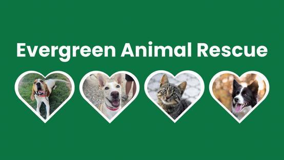 Evergreen Animal Rescue background image