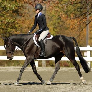 Standardbred Pleasure Horse Organization background image