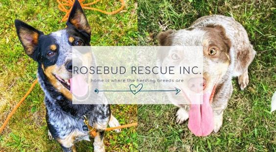 Rosebud Rescue Inc. background image