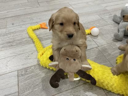 Golden Retrievers El Paso background image