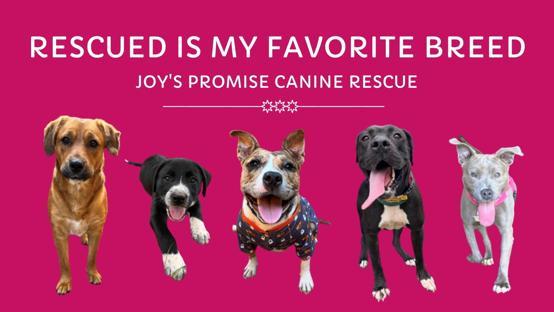 Joy's Promise Canine Rescue background image