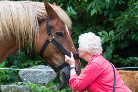 Free Rein Rescue and Rehab background image