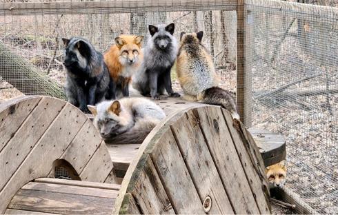 Arctic Fox Daily Wildlife Rescue, Inc. background image