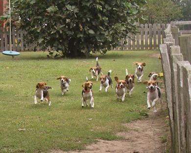 Beagles to the Rescue background image