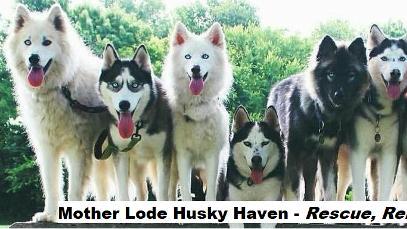 Mother Lode Husky Haven background image