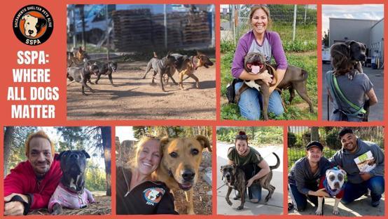 Sacramento Shelter Pets Alive background image