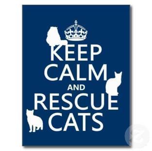 Southwest Metro Animal Rescue background image
