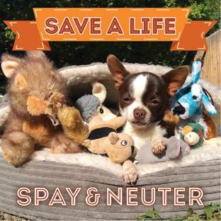 Dogster's Spay & Neuter Program background image