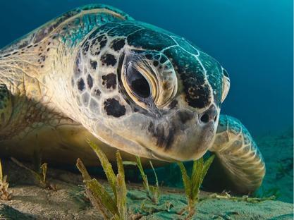 SoCal Sea Turtles background image