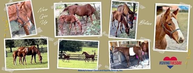 Beauty’s Haven Equine Rescue background image