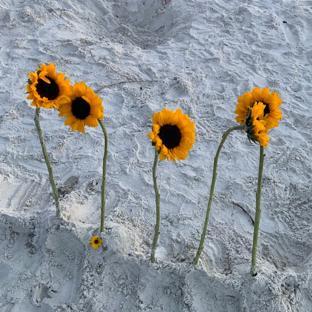 Taylor's Sunflowers & Sunshine Foundation background image