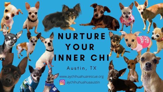 Ay Chihuahua Rescue background image