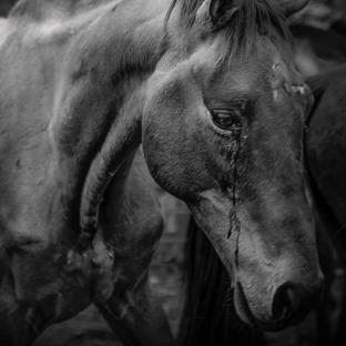 Horse Plus Humane Society background image
