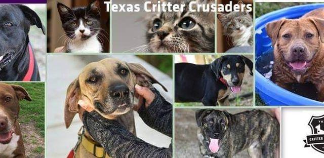 Texas Critter Crusaders background image