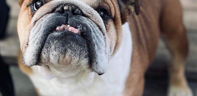The Good Life Bulldog Rescue background image