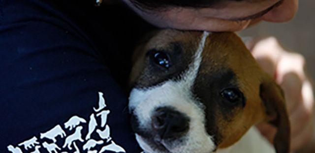 The Humane Society of the US background image