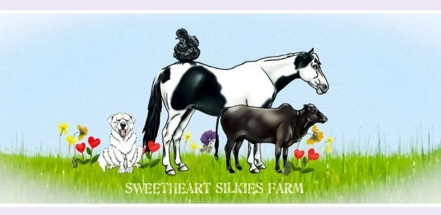 Sweetheart Silkies, Inc background image