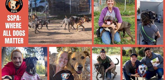 Sacramento Shelter Pets Alive background image